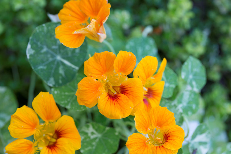 Nasturtium Flower seeds for Planting Garden Favorite Heirloom & GMO Free Seeds for Home Garden