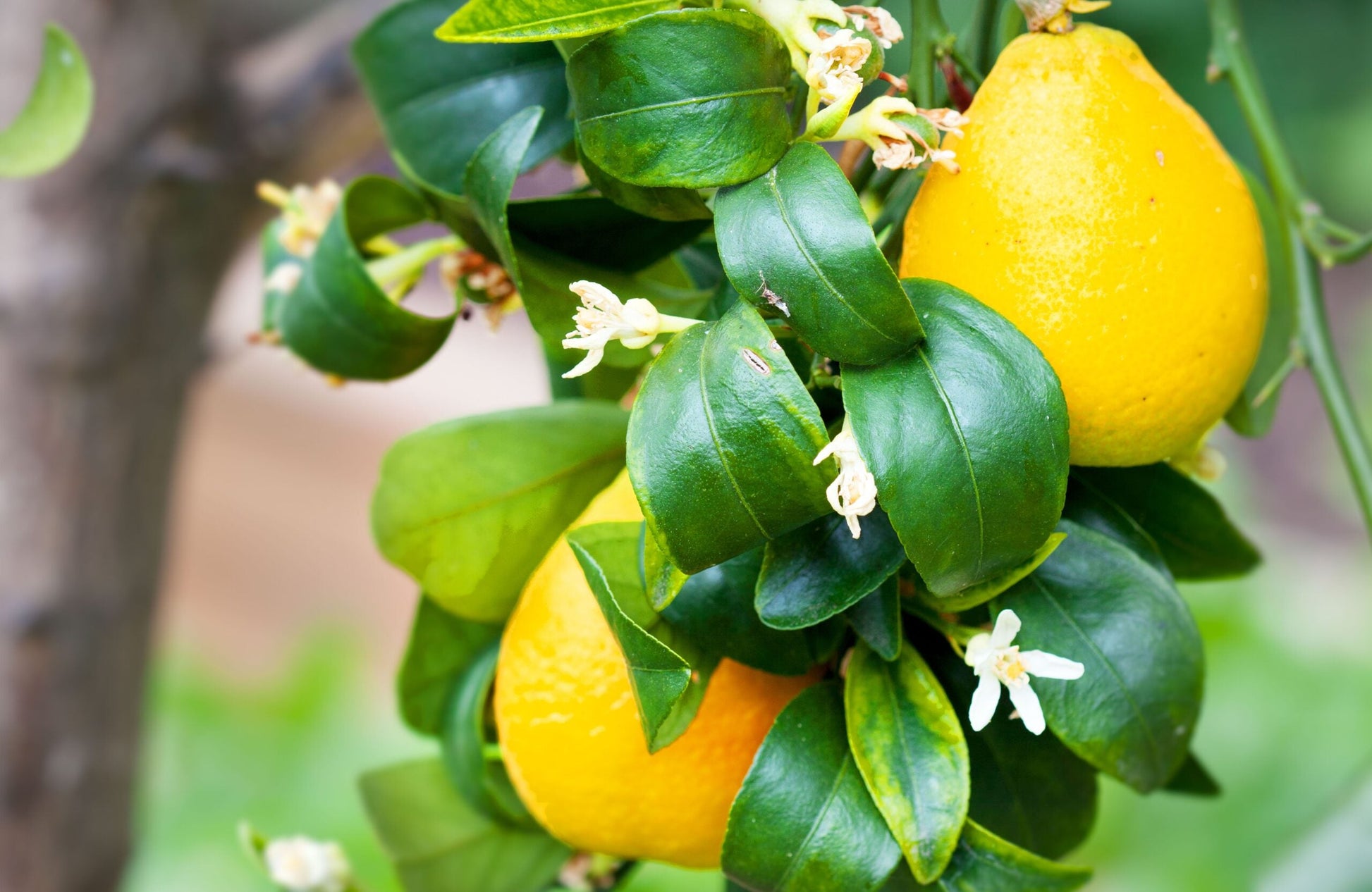 Perfume Lemon fruit tree seeds for home garden planting