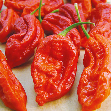 Bhut Jolokia Ghost Pepper seeds for home vegetable gardening