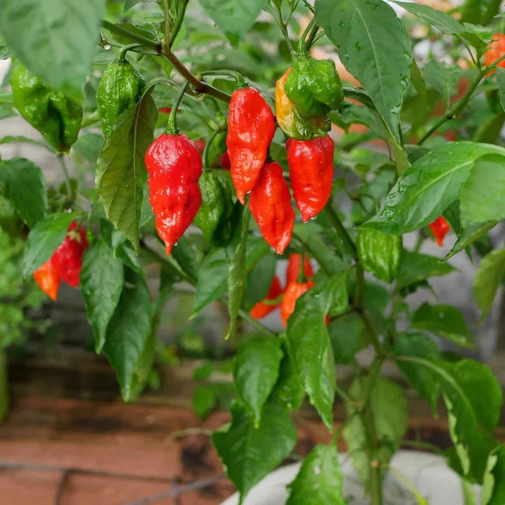 Healthy Bhut Jolokia pepper plant with mature red peppers