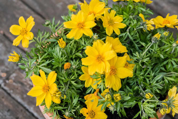 Bidens Golden Eye Flower seeds for Planting Hardy Variety Heirloom & GMO Free Seeds for Home Garden