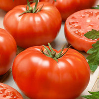 Big Beef tomato plant growing with large red fruits