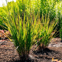 Big Bluestem Grass in Garden Landscape