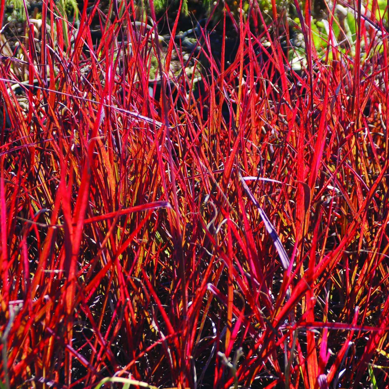 Big Bluestem Grass Seeds for Planting