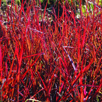 Big Bluestem Grass Seeds for Planting