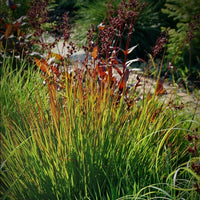 Big Bluestem Perennial Ornamental Grass Growing Outdoors
