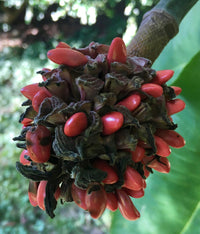 Big Leaf Magnolia seeds for planting in home gardens and landscapes.