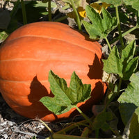 Heirloom Big Max pumpkin vines growing in an outdoor garden