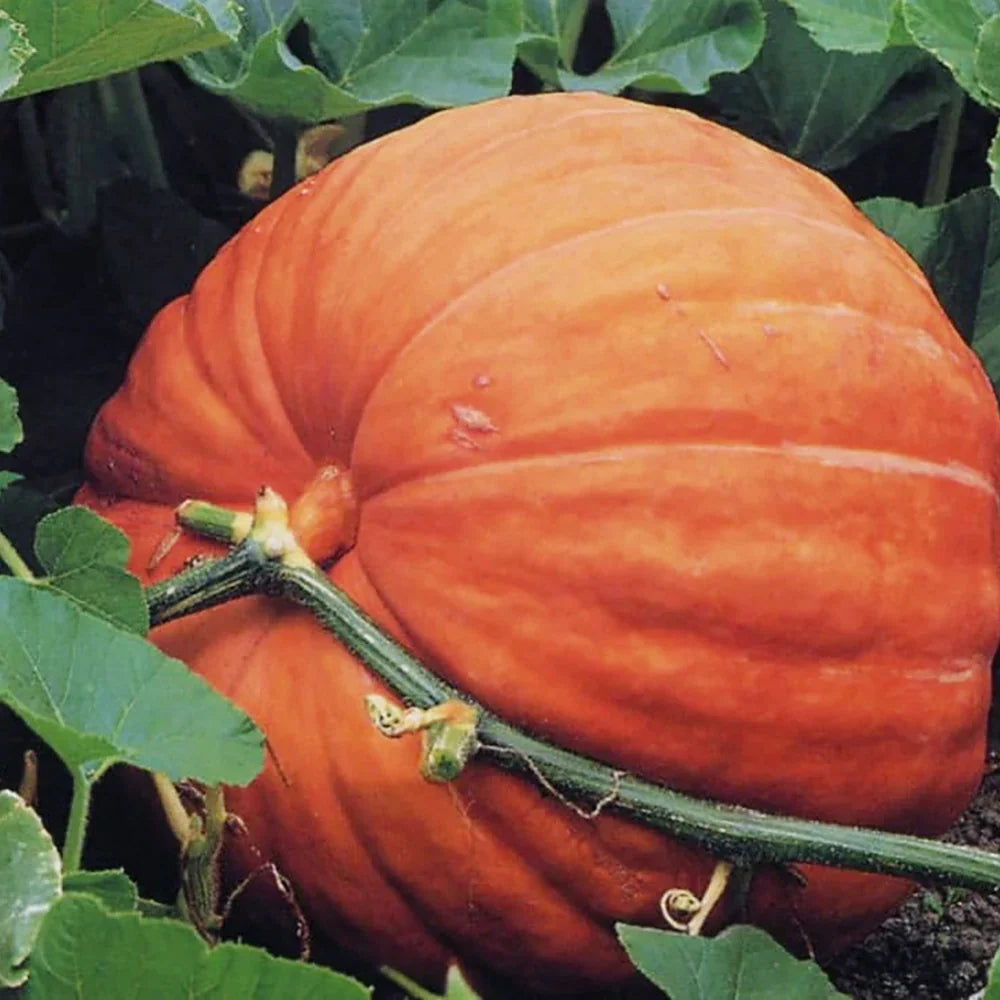 Big Max pumpkin seeds for home vegetable garden planting