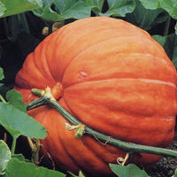 Big Max pumpkin seeds for home vegetable garden planting