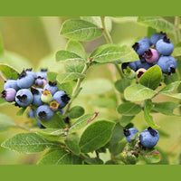 Bilberry fruit shrub with blue berries and green foliage in a garden
