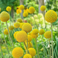 Billy Button Craspedia globosa seeds for garden planting