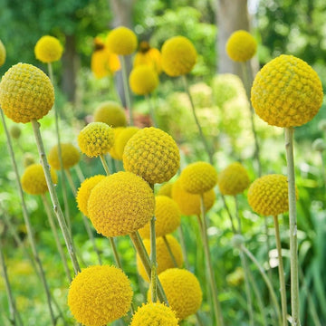 Billy Button Craspedia globosa seeds for garden planting