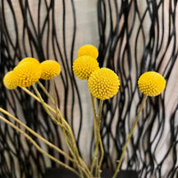 Golden yellow Billy Button globe-shaped flowers