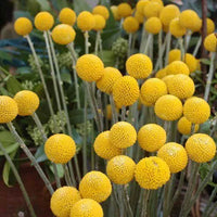 Billy Button Craspedia Globosa Seeds – Golden Globe Flowers for Garden Planting