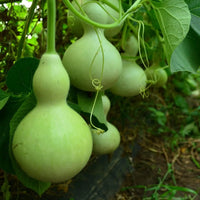 Birdhouse Bottle Gourd seeds for garden planting
