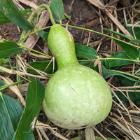 Birdhouse Bottle Gourd growing on a climbing garden vine