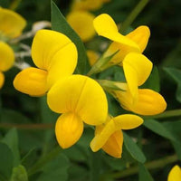 Birdsfoot Trefoil seeds for planting in home gardens