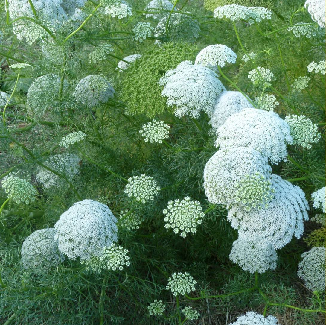 Queen Anne's Lace White Flower seeds for Planting - Cottage Garden Essential, Heirloom & GMO Free Seeds for Home Garden