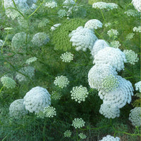 Queen Anne's Lace White Flower seeds for Planting - Cottage Garden Essential, Heirloom & GMO Free Seeds for Home Garden