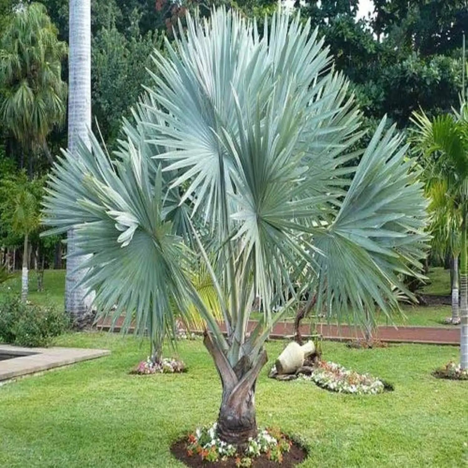 Bismarck Palm (Bismarckia nobilis) seeds for planting in outdoor landscapes and gardens