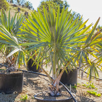 Evergreen Bismarck Palm with silvery-blue fan-shaped foliage for landscape planting