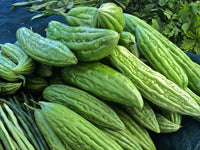 Bitter Gourd Karela Vine Growing on Garden Trellis