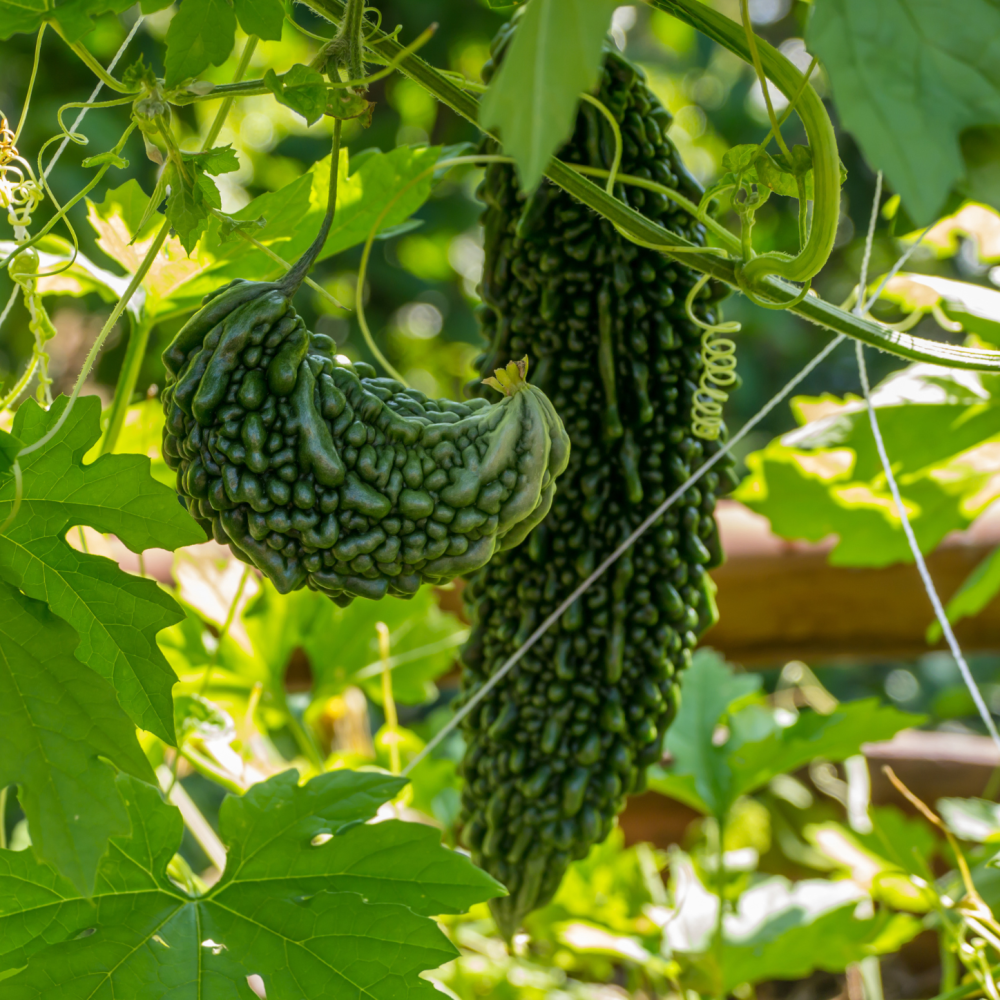 Heirloom bitter melon seeds for planting in home gardens