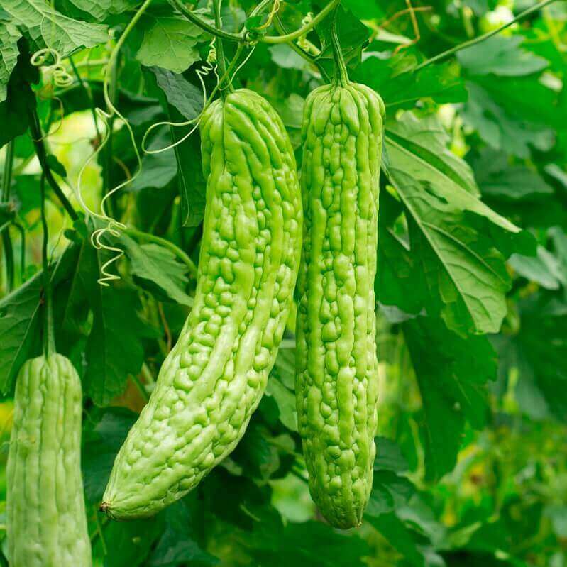 Bitter Melon Vegetable Seeds for Planting