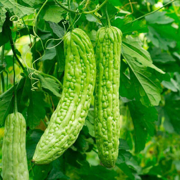 Bitter Melon Vegetable Seeds for Planting