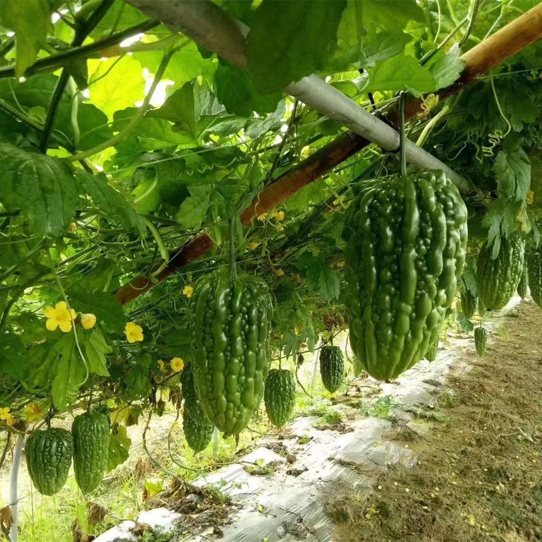 Non-GMO bitter melon seeds suitable for containers and garden beds