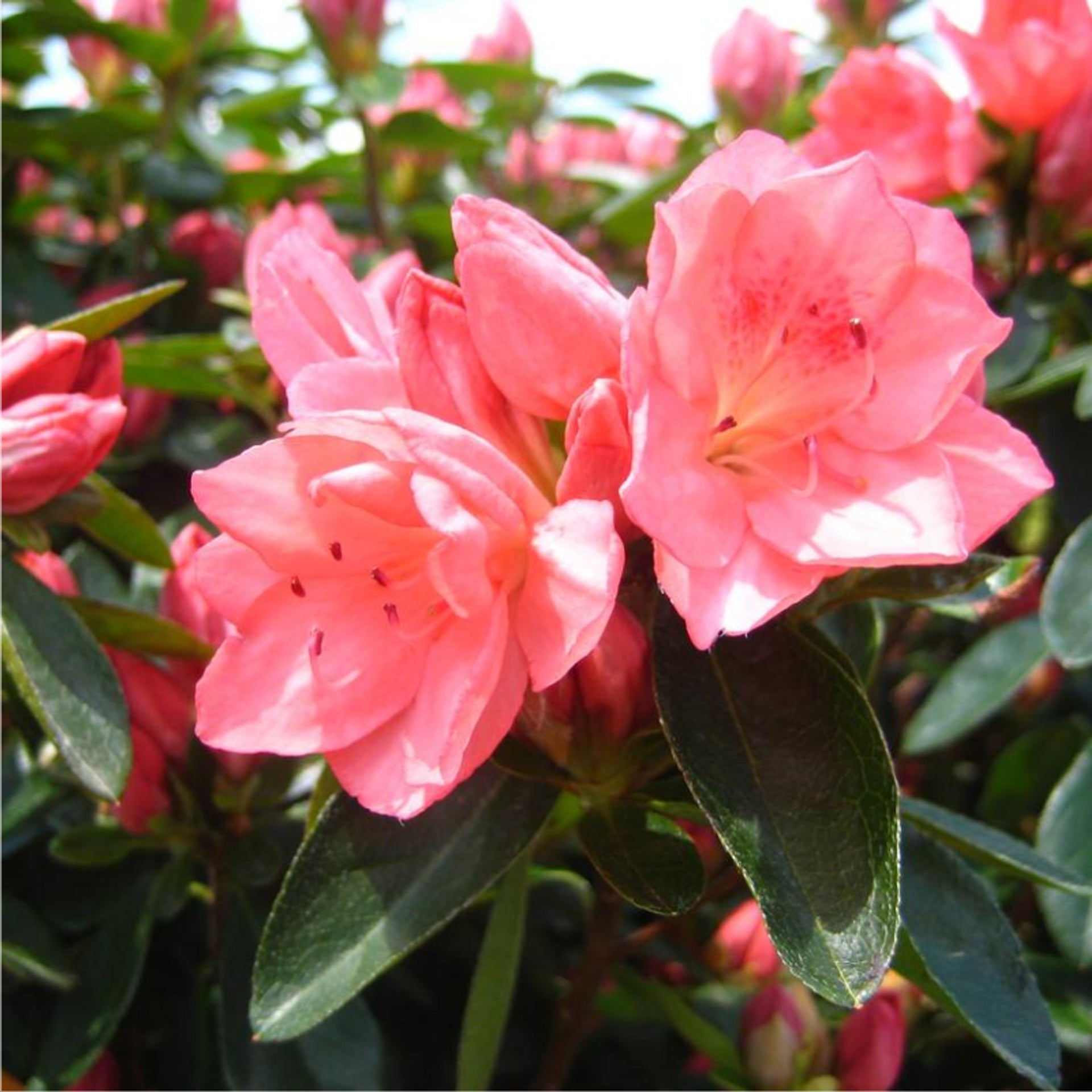 Azalea Pink Flower seeds for Planting - Garden Favorite, Heirloom & GMO Free Seeds for Home Garden
