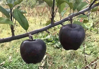 Black Apple tree growing in a sunny outdoor garden landscape.
