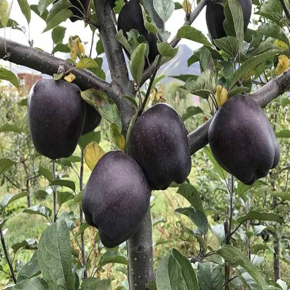 Black Apple tree seeds for planting in home gardens and orchards.