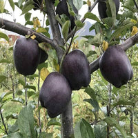 Black Apple tree seeds for planting in home gardens and orchards.