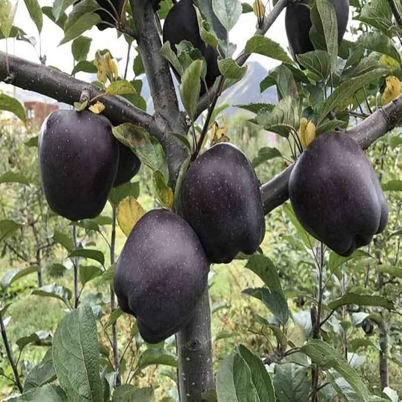 Black Apple tree seeds for planting in home gardens and orchards.
