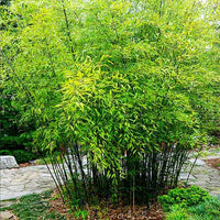 Ornamental Black Bamboo growing in a landscaped garden with dense foliage.