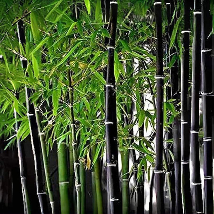 Black Bamboo seeds for planting in home gardens and landscape borders.