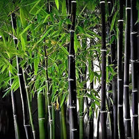 Black Bamboo seeds for planting in home gardens and landscape borders.