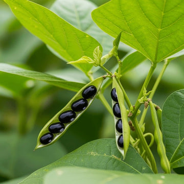 Black Soybean Planting Seeds  Organic Vegetable Seeds