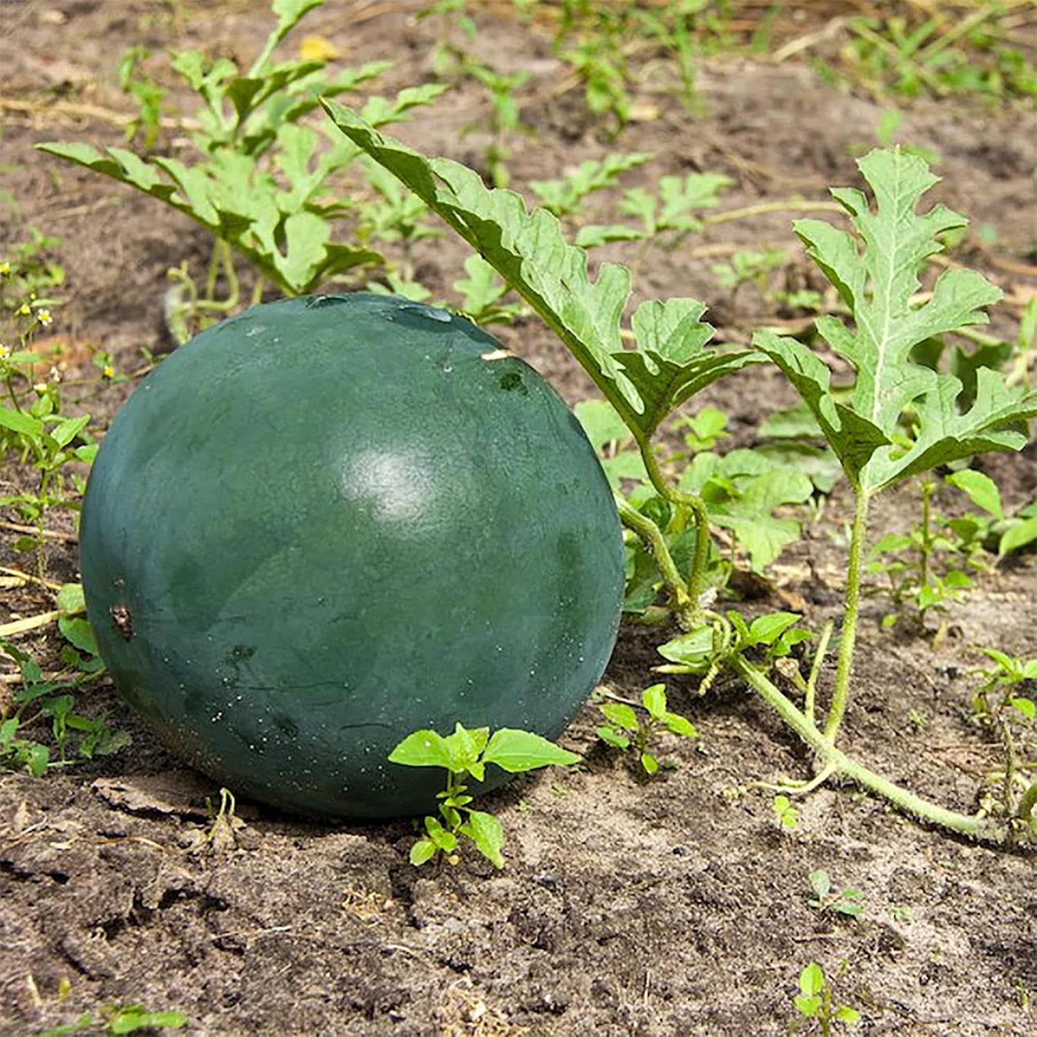 Black Beauty watermelon growing on healthy garden vines.