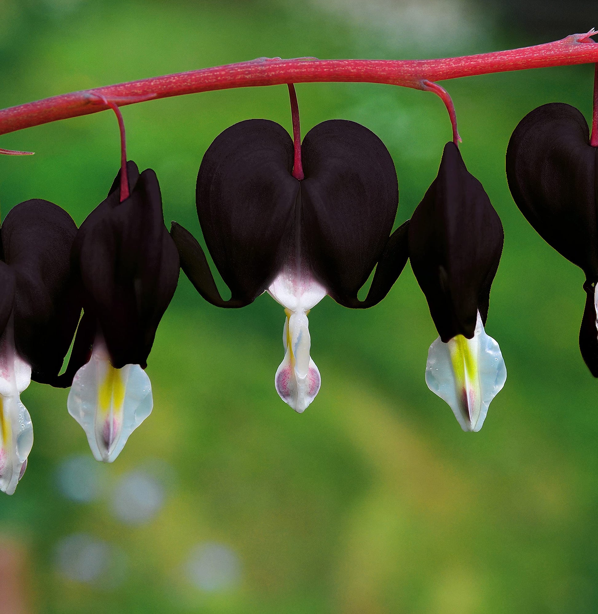 Black Bleeding Heart flower seeds for planting in shade gardens and containers.