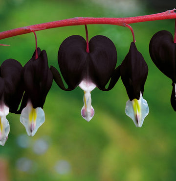 Black Bleeding Heart flower seeds for planting in shade gardens and containers.