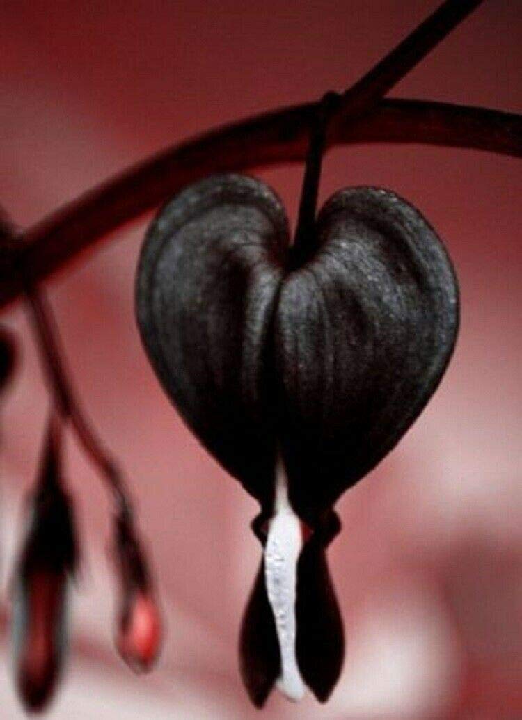 Black Bleeding Heart flowers growing in a shaded woodland garden border.