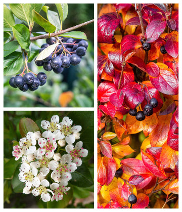 Black Chokeberry Seeds – Aronia melanocarpa Non-GMO Berry Shrub