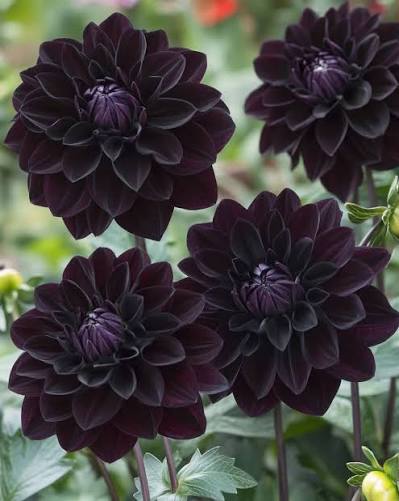Black Dahlia plants adding dramatic color to a garden border.