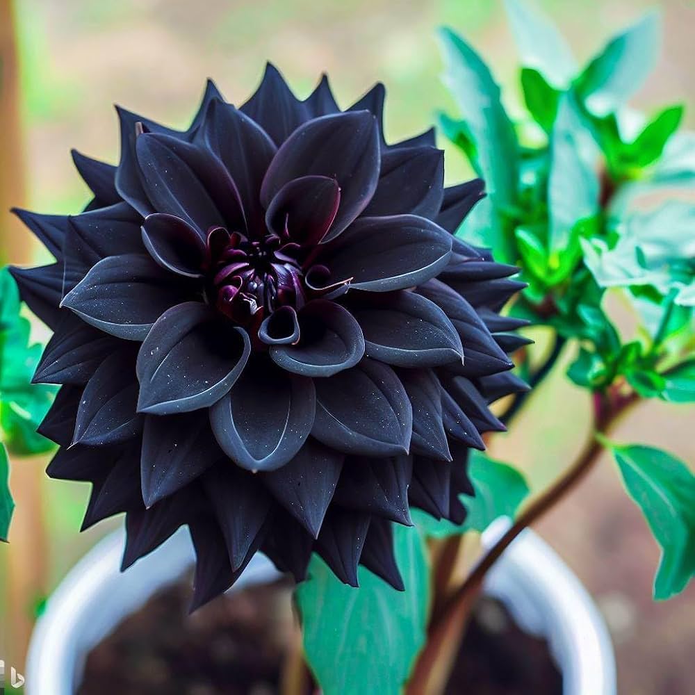 Black Dahlia flowers blooming in a sunny garden bed.