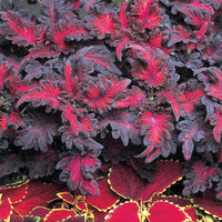 Black Dragon Coleus Seeds