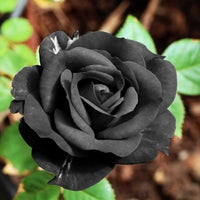 Deep-colored Black Dragon Rose flowers blooming in a garden