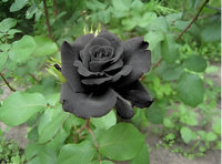 Black Dragon Rose flower seeds for home garden planting